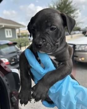 CITRA -  Hound Dog for Adoption in San Antonio, Texas - CITRA | PetCurious