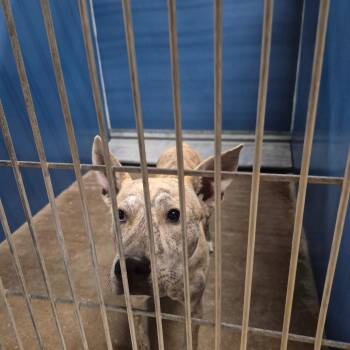Terrier and Mixed Breed Dogs Available for Adoption in Montgomery, Alabama - Tigger | PetCurious