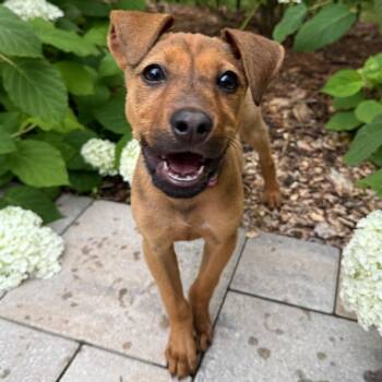 Hound Dogs Available for Adoption in Waxhaw, North Carolina - Gigi | PetCurious