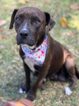 Rescue Labrador Retriever and American Bulldog Dogs for Adoption in Navarre, Florida - Mae (starved) | PetCurious