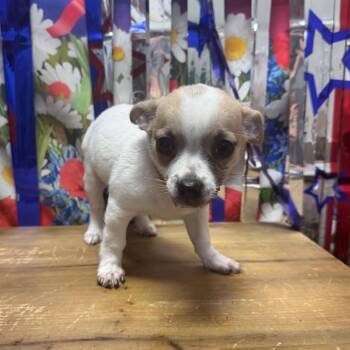 Ross -  Chihuahua Dog for Adoption in Normal, Illinois - Ross | PetCurious