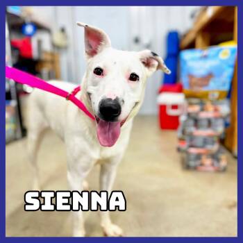 Sienna -  Border Collie and American Staffordshire Terrier Dog for Adoption in Glenwood, Minnesota - Sienna | PetCurious