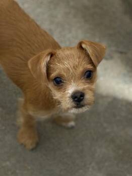 Lucy -  Cairn Terrier and Chihuahua Dog for Adoption in Sacramento, California - Lucy | PetCurious