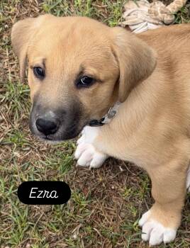 Black Mouth Cur and Shepherd Dogs Available for Adoption in Gilbert, Arizona - Ezra  | PetCurious