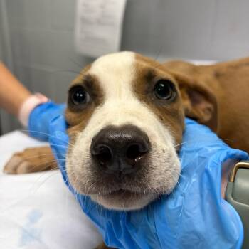 Rusty -  Mixed Breed Dog for Adoption in Summerville, South Carolina - Rusty | PetCurious