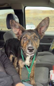 61897889 -  Belgian Shepherd Malinois Dog for Adoption in Elko, Nevada - 61897889 | PetCurious