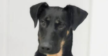 Rescue Doberman Pinscher Dogs for Adoption in Los Angeles, California - Ashley #2368 | PetCurious