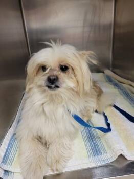 Shih Tzu Dogs Available for Adoption - (319) | PetCurious