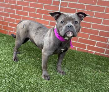 Hattie -  American Bulldog and Mixed Breed Dog for Adoption in Oxford, Michigan - Hattie | PetCurious