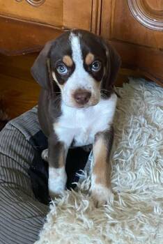 Peachy -  Beagle Dog for Adoption in Pottstown, Pennsylvania - Peachy | PetCurious