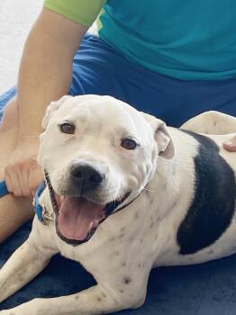Rescue American Staffordshire Terrier Dogs for Adoption in Humble, Texas - Timmy | PetCurious