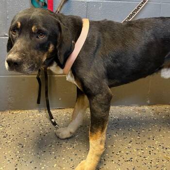 TUSC-Stray-85139_2_3 -  Hound and Mixed Breed Dog for Adoption in Tuscaloosa, Alabama - TUSC-Stray-85139_2_3 | PetCurious