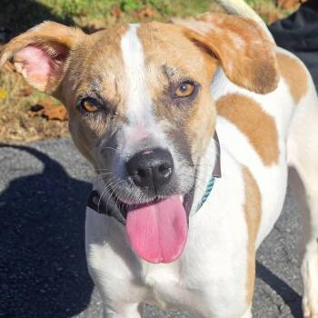 Jack Russell Terrier Dogs Available for Adoption in Milledgeville, Georgia - Amelia | PetCurious