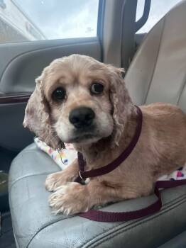 Rescue Cocker Spaniel Dogs for Adoption in Mission Viejo, California - Woody | PetCurious
