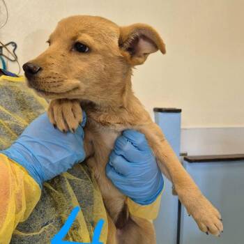 Mixed Breed and Shepherd Dogs Available for Adoption in Austin, Texas - Madam Mam | PetCurious