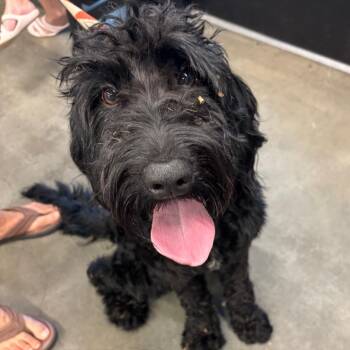 Louis -  Black Labrador Retriever and Poodle Dog for Adoption in Tampa, Florida - Louis | PetCurious