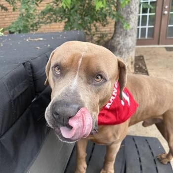 RANGER -  Pit Bull Terrier and Cane Corso Dog for Adoption in Tallulah, Louisiana - RANGER | PetCurious