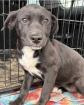 Vayda -  Labrador Retriever and Mixed Breed Dog for Adoption in Kansas City, Missouri - Vayda | PetCurious