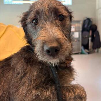 Allison -  Mixed Breed Dog for Adoption in Huntington, West Virginia - Allison | PetCurious