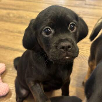 Poppy seed -  Mixed Breed Dog for Adoption in Westhampton, New York - Poppy Seed | PetCurious