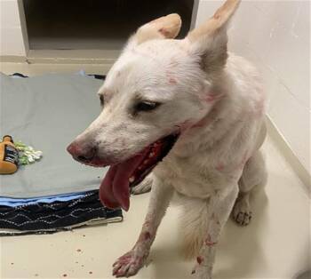 A198704 -  German Shepherd Dog Dog for Adoption in Fremont, California - A198704 | PetCurious
