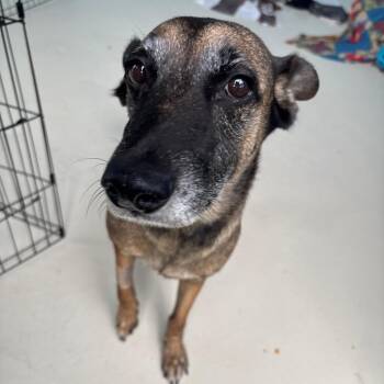 Miley -  Belgian Shepherd Malinois Dog for Adoption in Loxahatchee Groves, Florida - Miley | PetCurious