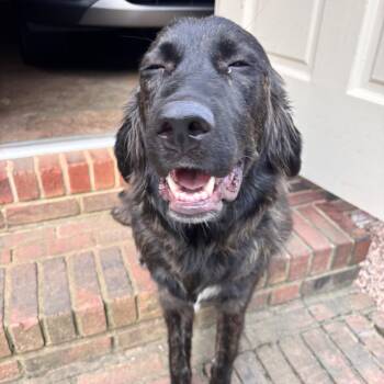 Poundcake -  Great Pyrenees and Shepherd Dog for Adoption in Charlotte, North Carolina - Poundcake | PetCurious