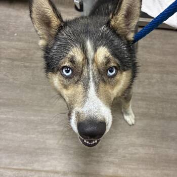 Tucker -  German Shepherd Dog and Husky Dog for Adoption in Pasadena, California - Tucker | PetCurious