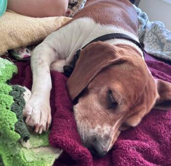 Goldie -  Beagle Dog for Adoption in Dunnellon, Florida - Goldie | PetCurious