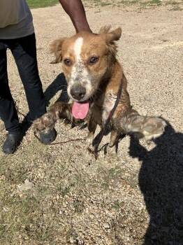 RYLIE -  Mixed Breed Dog for Adoption in Dallas, Texas - RYLIE | PetCurious