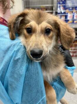Smallest -  Mixed Breed Dog for Adoption in Wichita, Kansas - Smallest | PetCurious