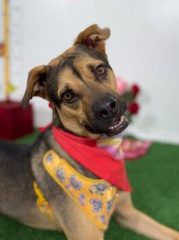 Diesel-One of our Amazing Rescue Dogs -  Black Mouth Cur and Labrador Retriever Dog for Adoption in Carlsbad, California - Diesel-One Of Our Amazing Rescue Dogs | PetCurious