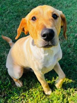 Rescue Yellow Labrador Retriever Dogs for Adoption in Fort Worth, Texas - Lincoln | PetCurious