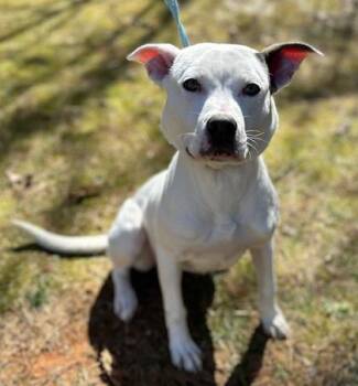 Rescue American Staffordshire Terrier Dogs for Adoption in Dahlonega, Georgia - Oyster | PetCurious