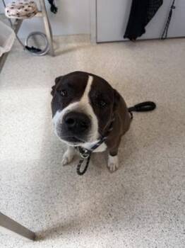 Labubu -  Mixed Breed Dog for Adoption in Lafayette, Indiana - Labubu | PetCurious