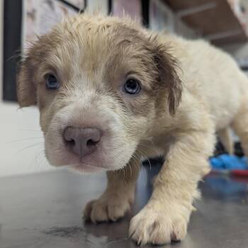 Pit Bull Terrier Dogs Available for Adoption - Mudsy | PetCurious