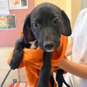 Yahoo -  Mixed Breed Dog for Adoption in Corinth, Mississippi - Yahoo | PetCurious