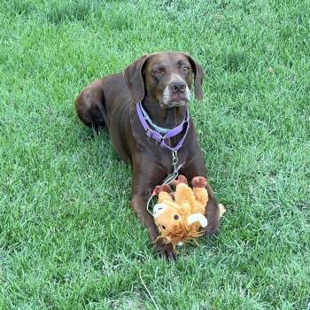 LINDY -  Chocolate Labrador Retriever Dog for Adoption in Loveland, Colorado - LINDY | PetCurious