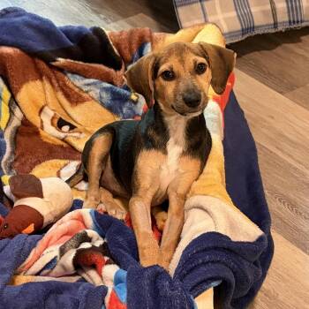Holly Dolly -  Mixed Breed Dog for Adoption in Fredericksburg, Virginia - Holly Dolly | PetCurious
