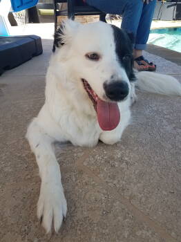 Rescue Great Pyrenees Dogs for Adoption in Houston, Texas - Petey (Peter) | PetCurious