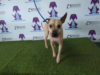 Pit Bull Terrier and Mixed Breed Dogs Available for Adoption - AMAI | PetCurious