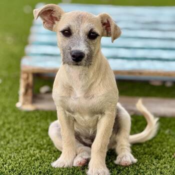 Terrier Dogs Available for Adoption in Hondo, Texas - Cora: Cute Terrier | PetCurious