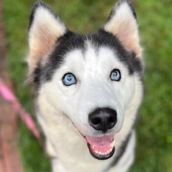 Rescue Husky Dogs for Adoption in Stokesdale, North Carolina - Dolly | PetCurious