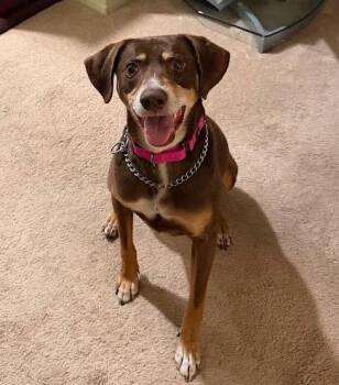 FALLON -  Hound Dog for Adoption in Holbrook, New York - FALLON | PetCurious