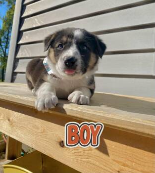 Donald and Daisy -  Australian Cattle Dog Blue Heeler and Border Collie Dog for Adoption in Armada, Michigan - Donald And Daisy | PetCurious