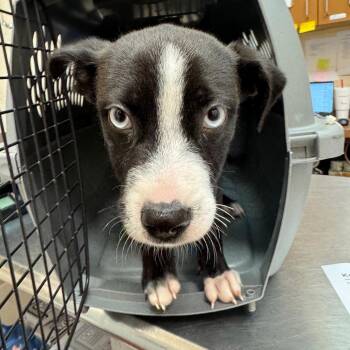 Koda -  Terrier Dog for Adoption in Birmingham, Alabama - Koda | PetCurious