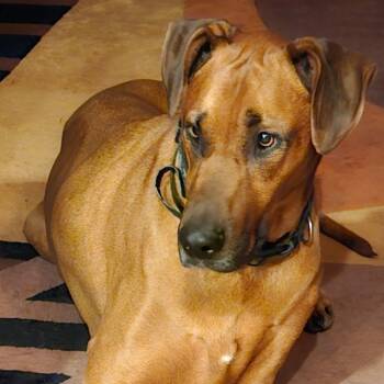 Rescue Doberman Pinscher and Mixed Breed Dogs for Adoption in Corvallis, Oregon - Jethro | PetCurious