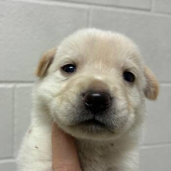 Naoko -  Carolina Dog and Mixed Breed Dog for Adoption in Corpus Christi, Texas - Naoko | PetCurious
