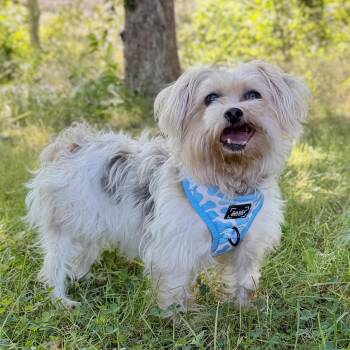 Hope -  Yorkshire Terrier and Bichon Frise Dog for Adoption in East Hampton, New York - Hope | PetCurious