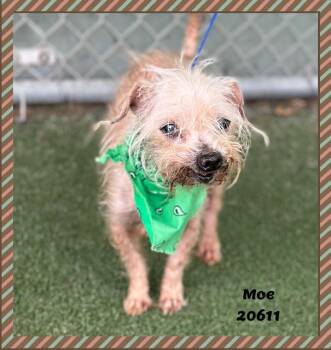 MOE see also MANNY, JACK -  Shih Tzu and Terrier Dog for Adoption in Marietta, Georgia - MOE See Also MANNY, JACK | PetCurious